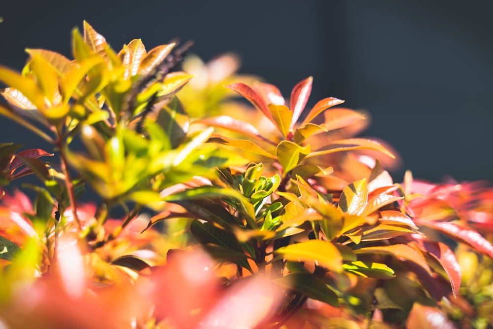 Gelbe und rote Blume in Nahaufnahmen