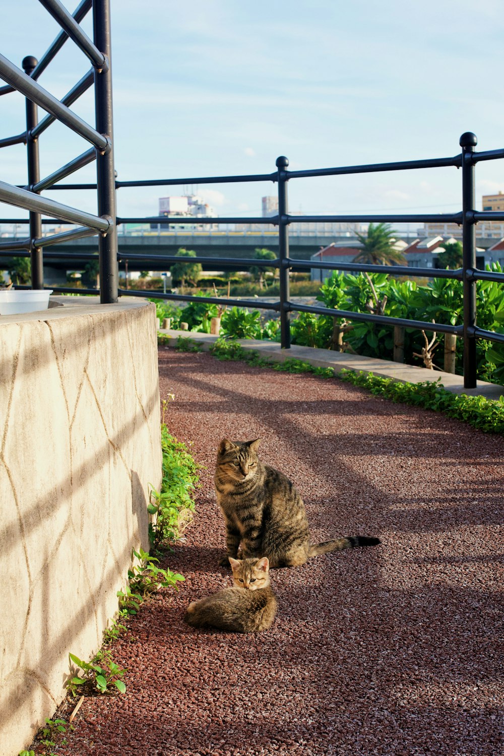 brown tabby cat sitting on gray concrete floor during daytime