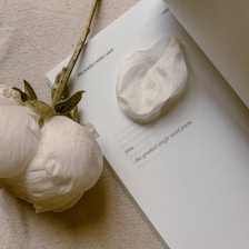 white rose on white textile
