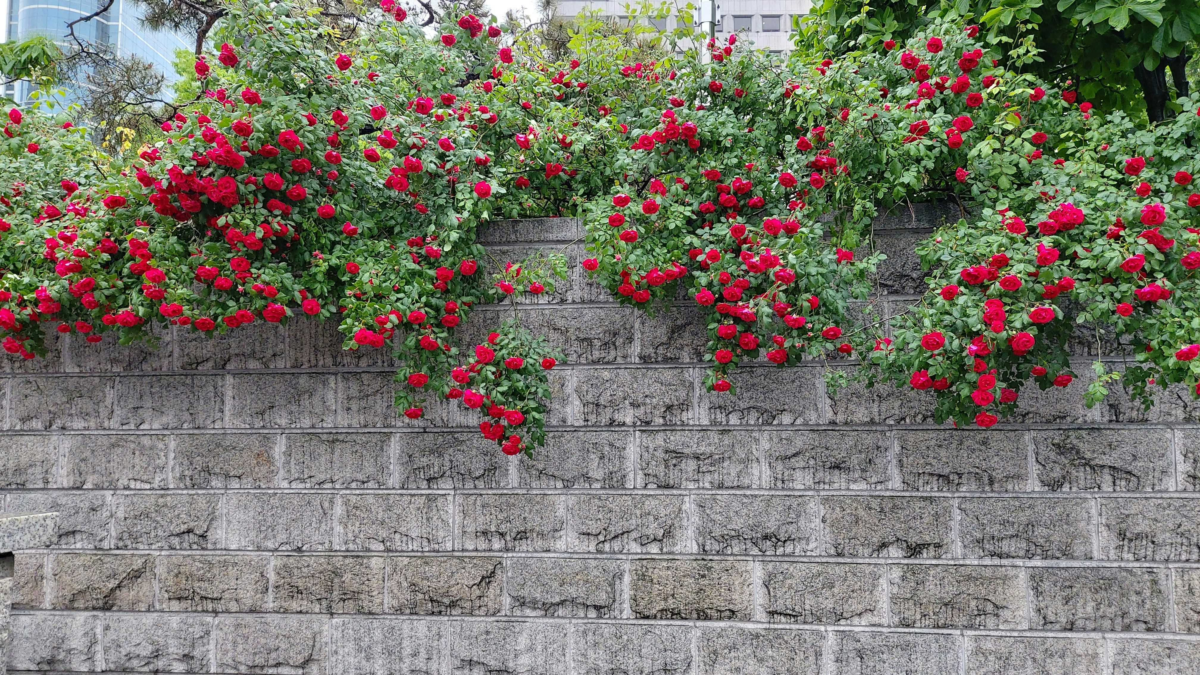 Rose Wall Pictures | Download Free Images on Unsplash