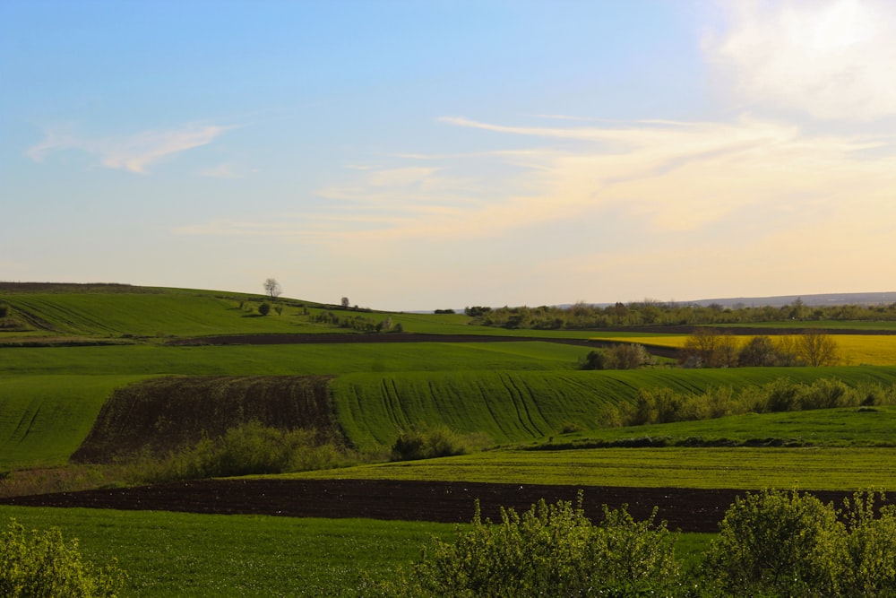 Grünes Grasfeld unter blauem Himmel tagsüber