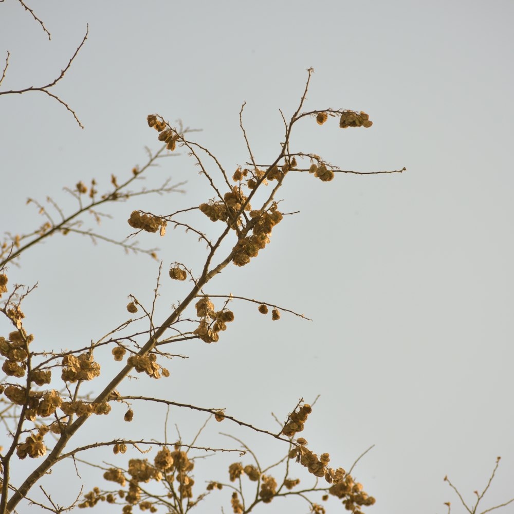 plante brune sous ciel blanc pendant la journée