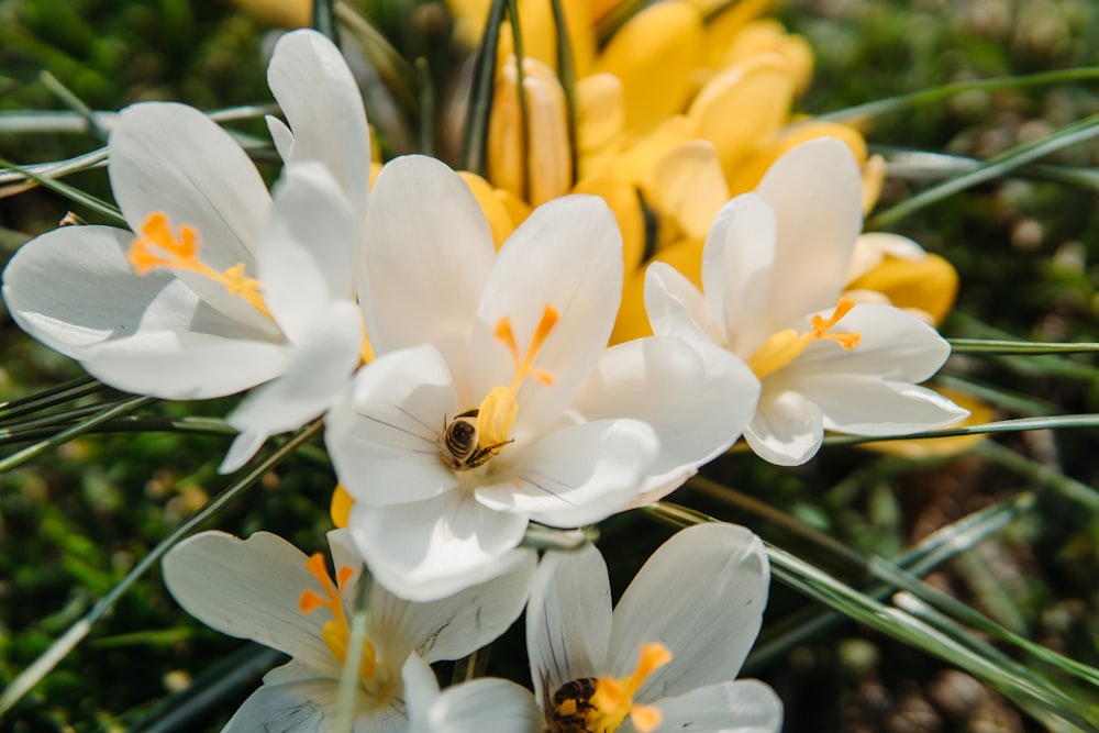 Jonquilles blanches et jaunes en fleurs pendant la journée