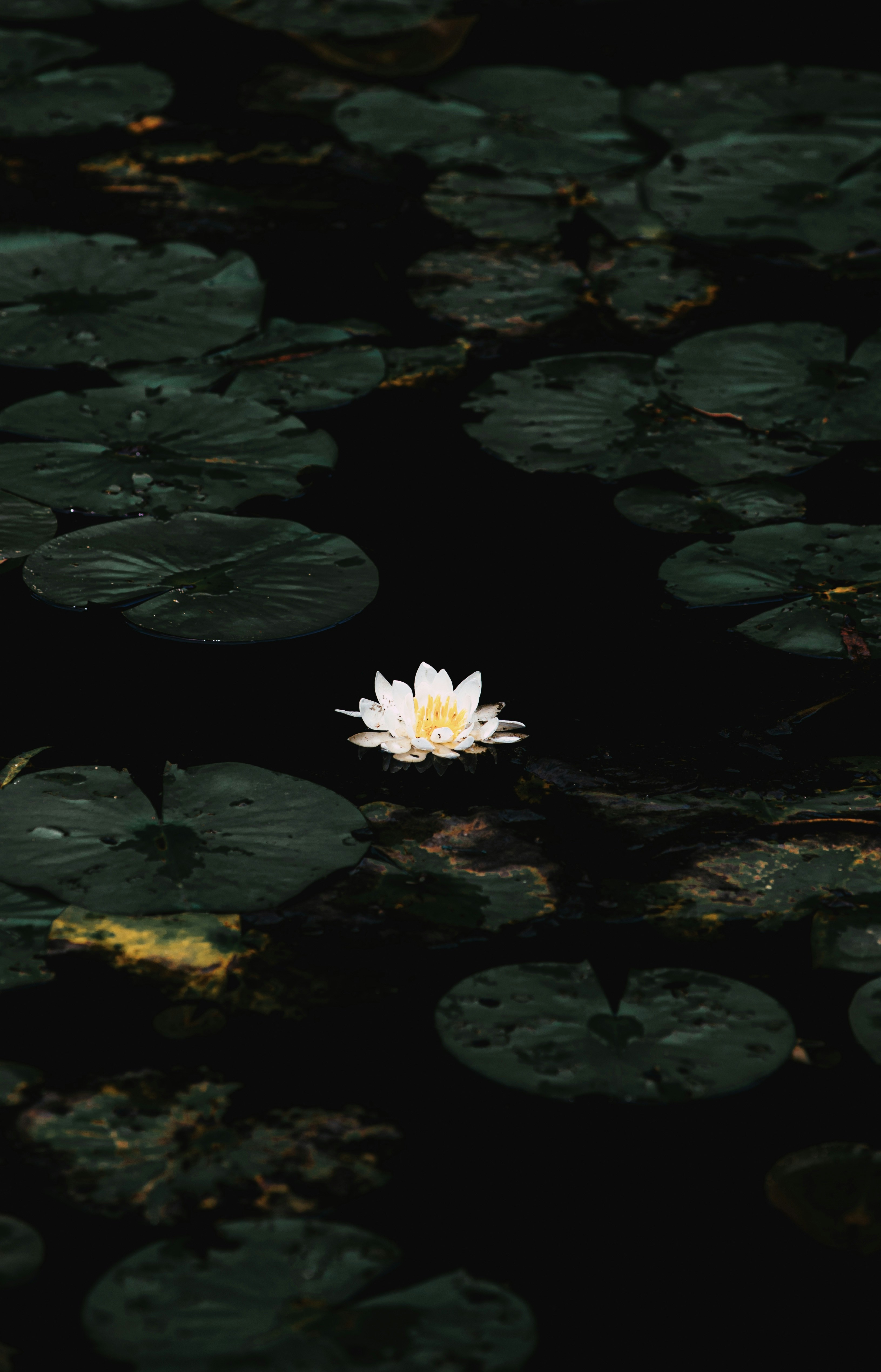 Photo by parsamphotography