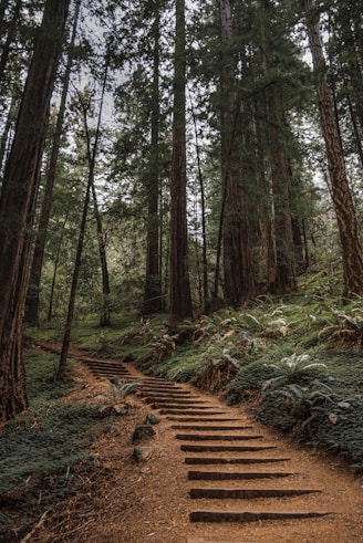 brown pathway between green trees during daytime