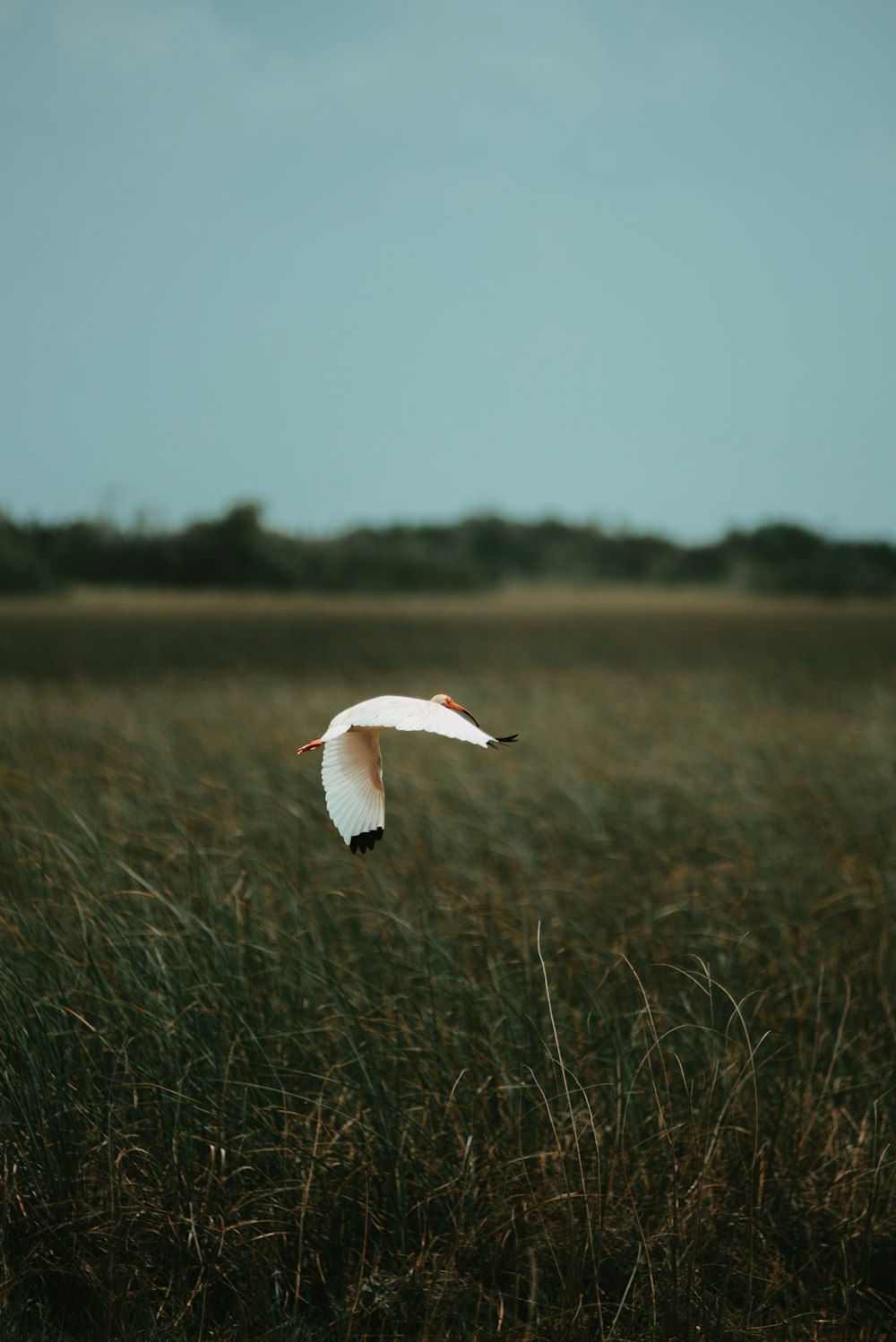 white bird flying over green grass field during daytime