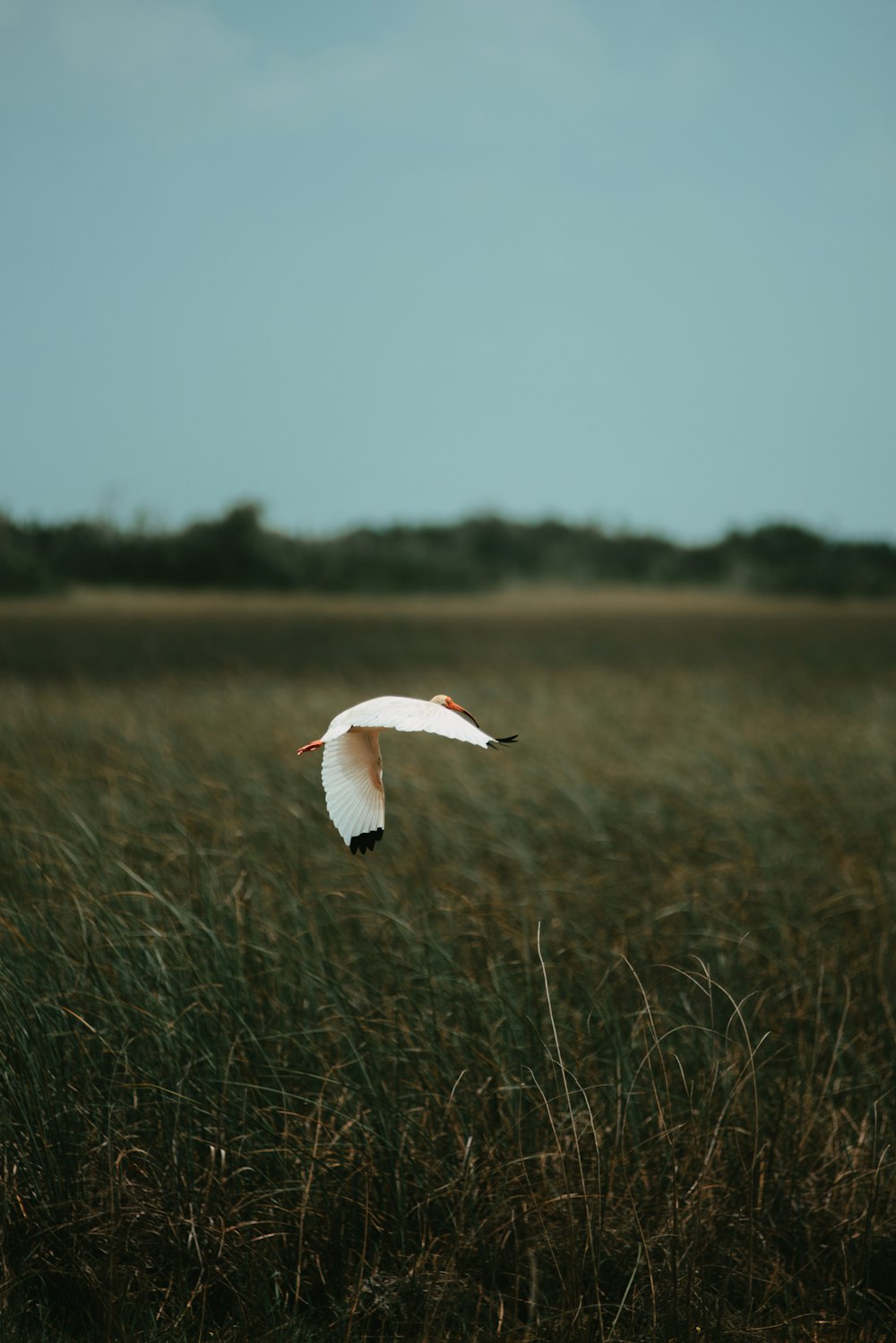 weißer Vogel, der tagsüber über grünes Grasfeld fliegt
