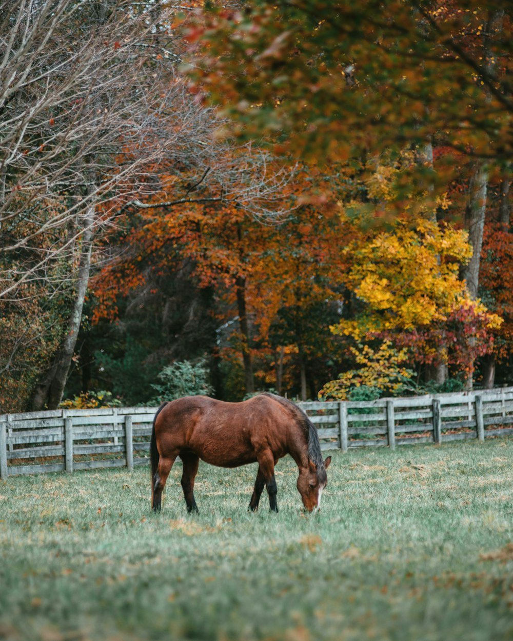 Cavallo marrone sulla staccionata di legno bianca vicino agli alberi marroni durante il giorno