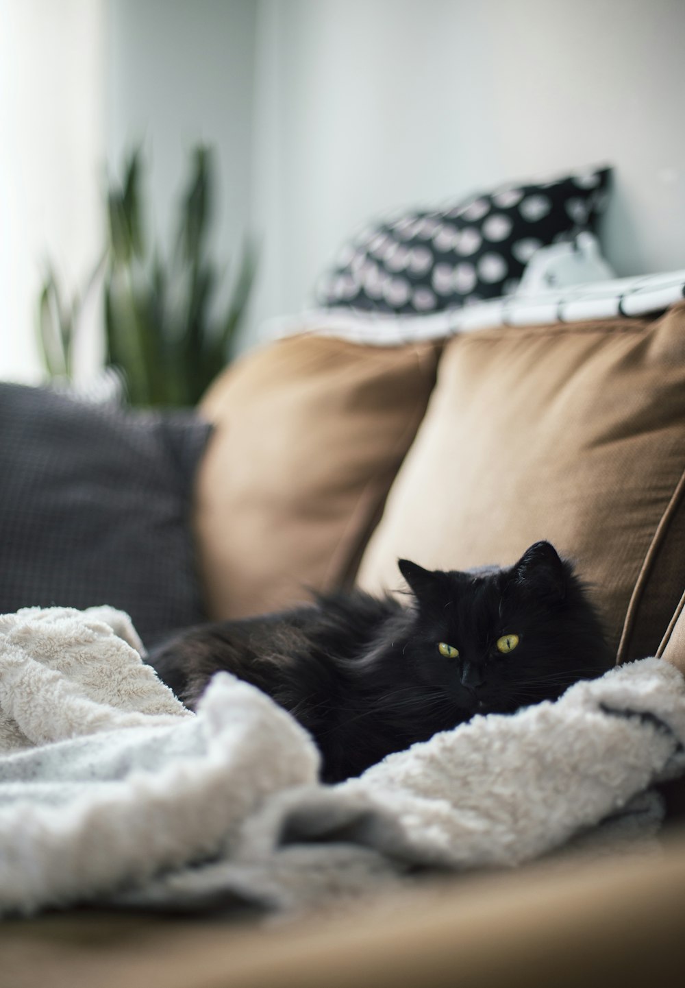 Gato negro sobre textil blanco
