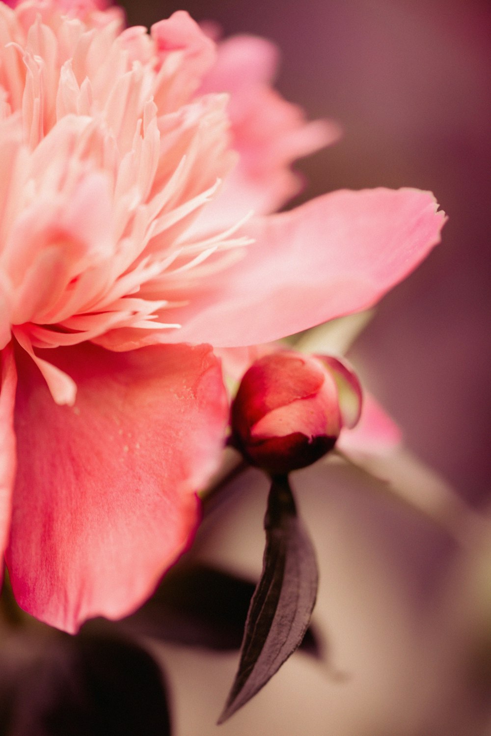 pink flower in macro shot