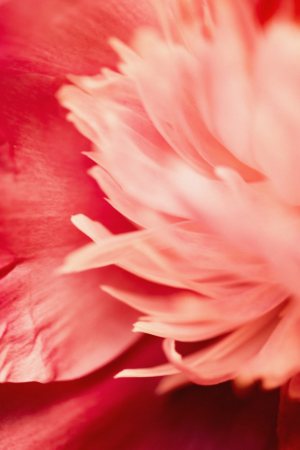 pink flower in macro photography