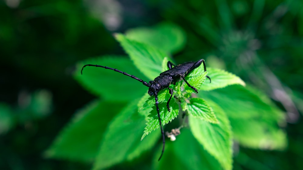 black and white insect on green leaf