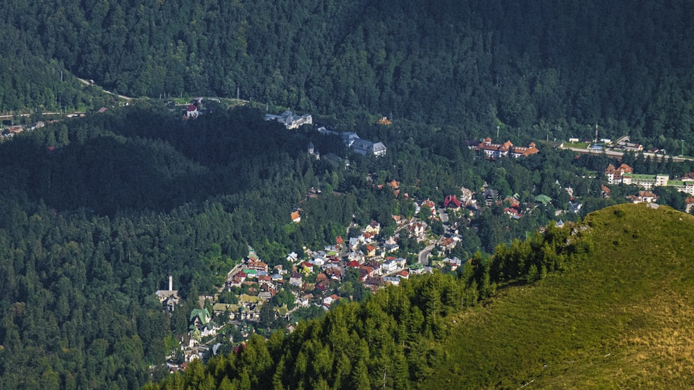 Vista aérea del bosque verde durante el día