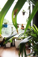 Lush green plants with long, pointed leaves are seen indoors near a bright window. Several pots and planters are visible in the blurred background, filled with various types of foliage. Natural light illuminates the vibrant greenery, creating a serene and refreshing atmosphere.
