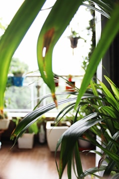 Lush green plants with long, pointed leaves are seen indoors near a bright window. Several pots and planters are visible in the blurred background, filled with various types of foliage. Natural light illuminates the vibrant greenery, creating a serene and refreshing atmosphere.