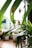 Lush green plants with long, pointed leaves are seen indoors near a bright window. Several pots and planters are visible in the blurred background, filled with various types of foliage. Natural light illuminates the vibrant greenery, creating a serene and refreshing atmosphere.