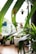 Lush green plants with long, pointed leaves are seen indoors near a bright window. Several pots and planters are visible in the blurred background, filled with various types of foliage. Natural light illuminates the vibrant greenery, creating a serene and refreshing atmosphere.