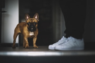 A brown French Bulldog stands alertly on a dark floor with white walls in the background. To the right, the legs and white sneakers of a person are partially visible. The setting appears dimly lit with a focused attention on the dog.