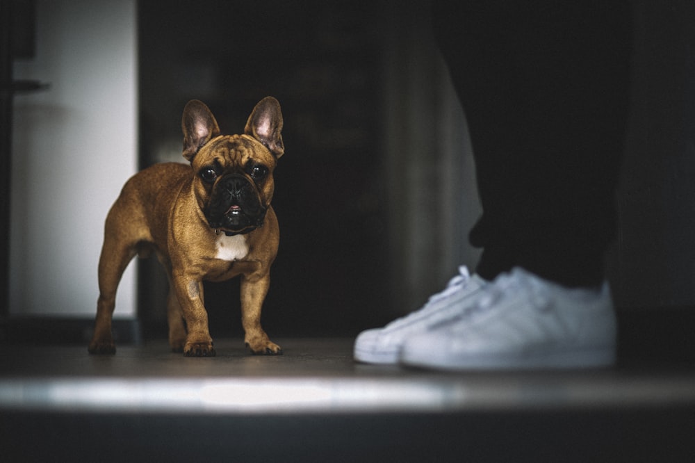 brown short coated dog on white textile