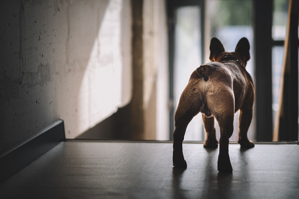 brown horse walking on hallway