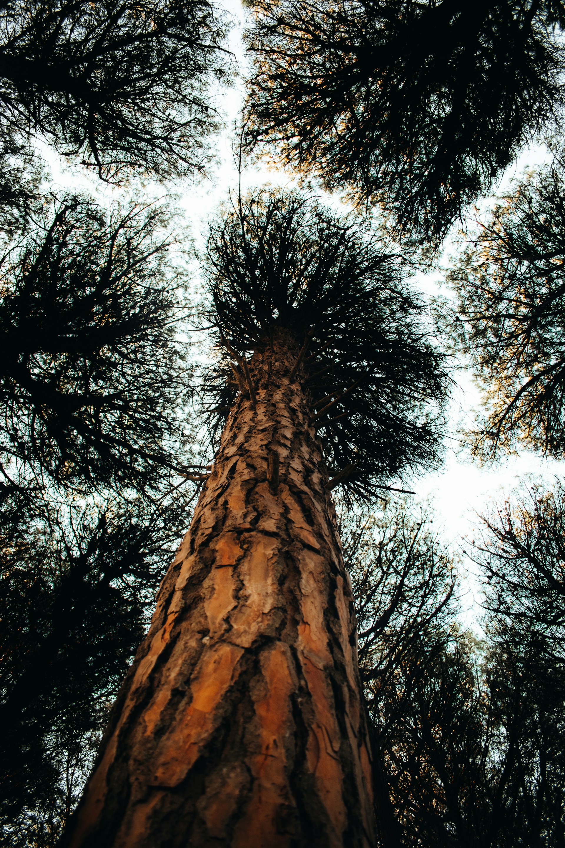 brown tree trunk during daytime