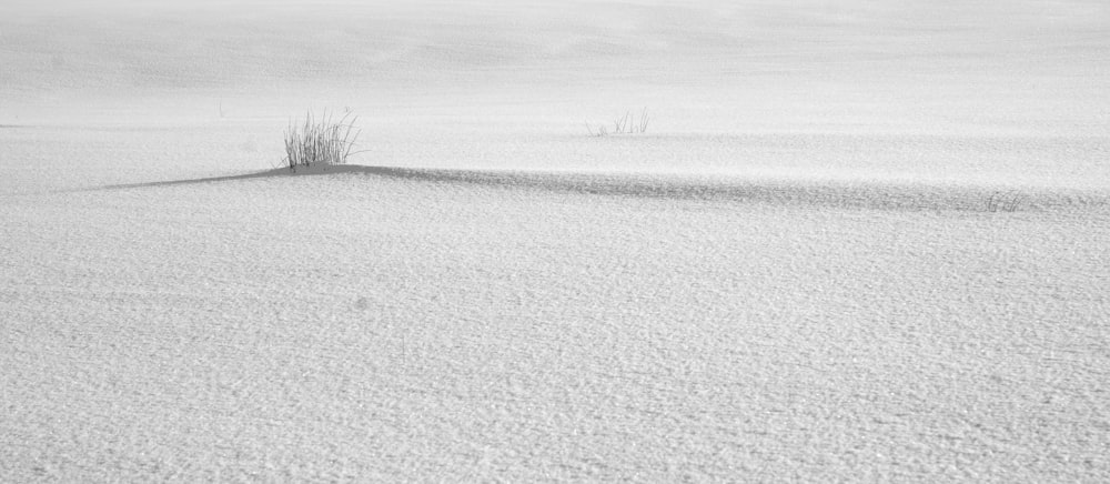 grayscale photo of snow covered field