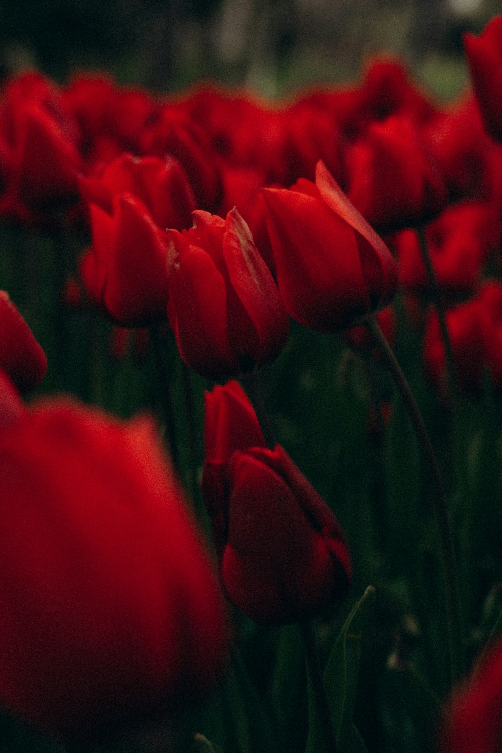 red tulips in bloom during daytime