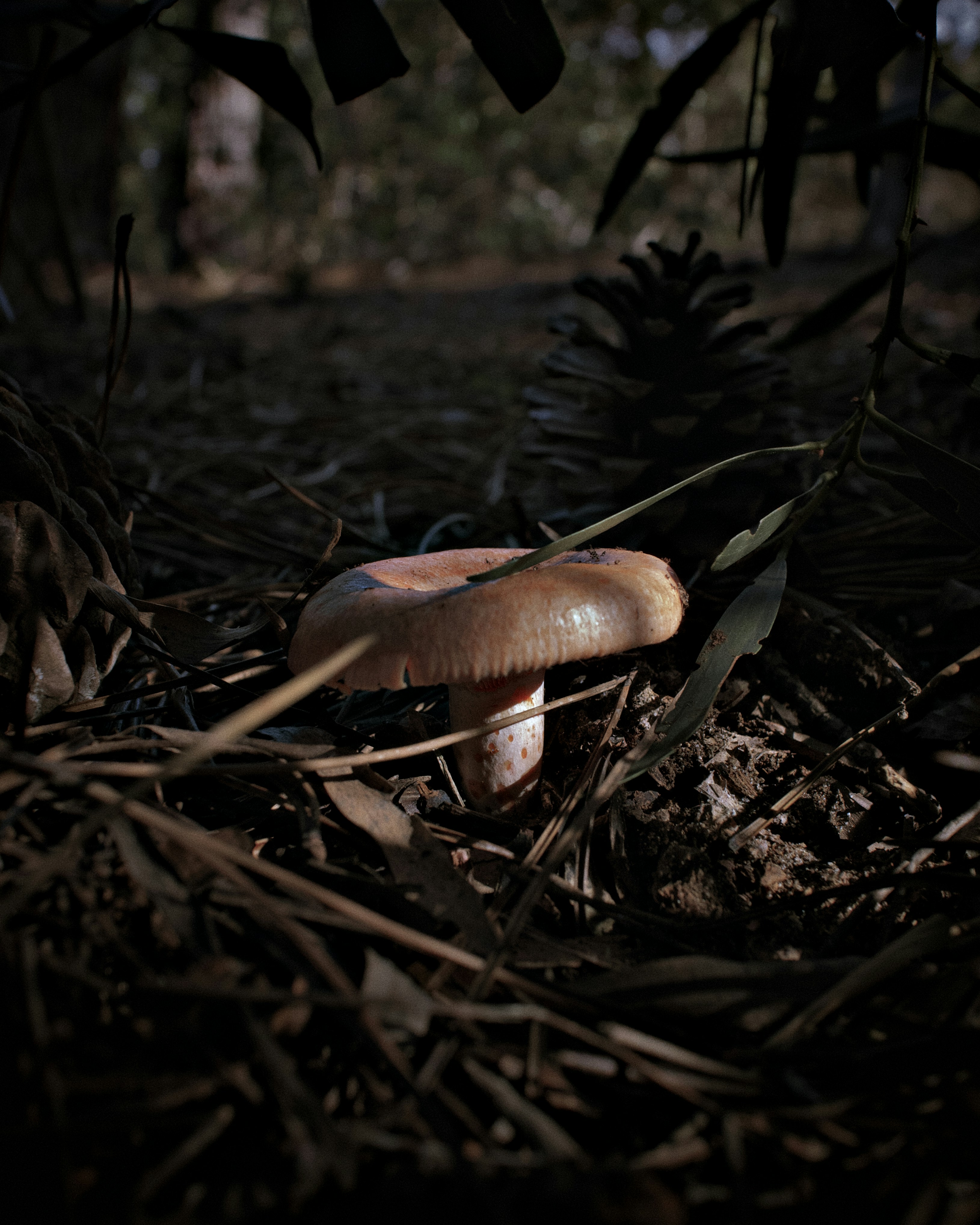 cogumelo marrom e branco no chão