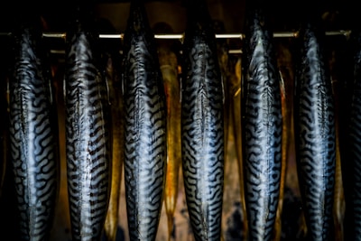 black and gray fish on black metal frame
