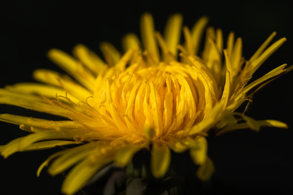 yellow flower in black background