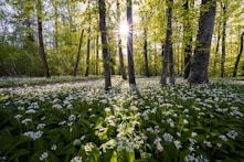 Sunlight filtering through tall trees onto a cozy wooden gîte surrounded by wildflowers.