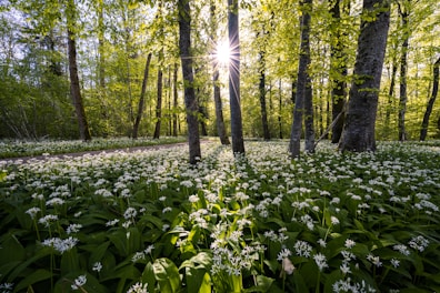 green plants and trees during daytime