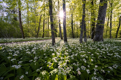 Sunlight filtering through tall trees onto a cozy wooden gîte surrounded by wildflowers.