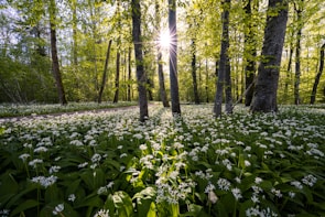 Sunlight filtering through tall forest trees, casting golden light on wildflowers.