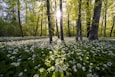 Wild Garlic (Allium Ursinum)