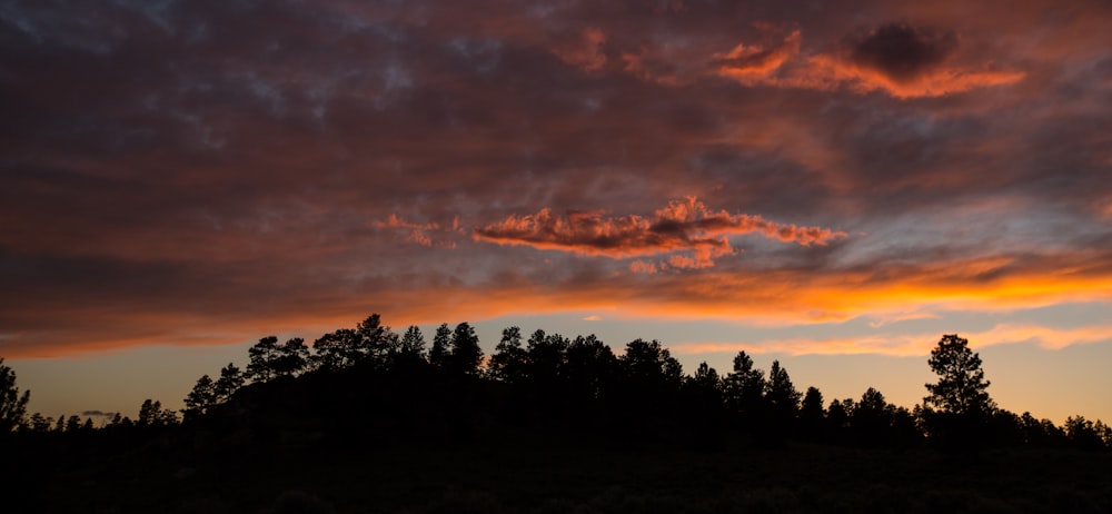 silhouette of trees under cloudy sky during sunset