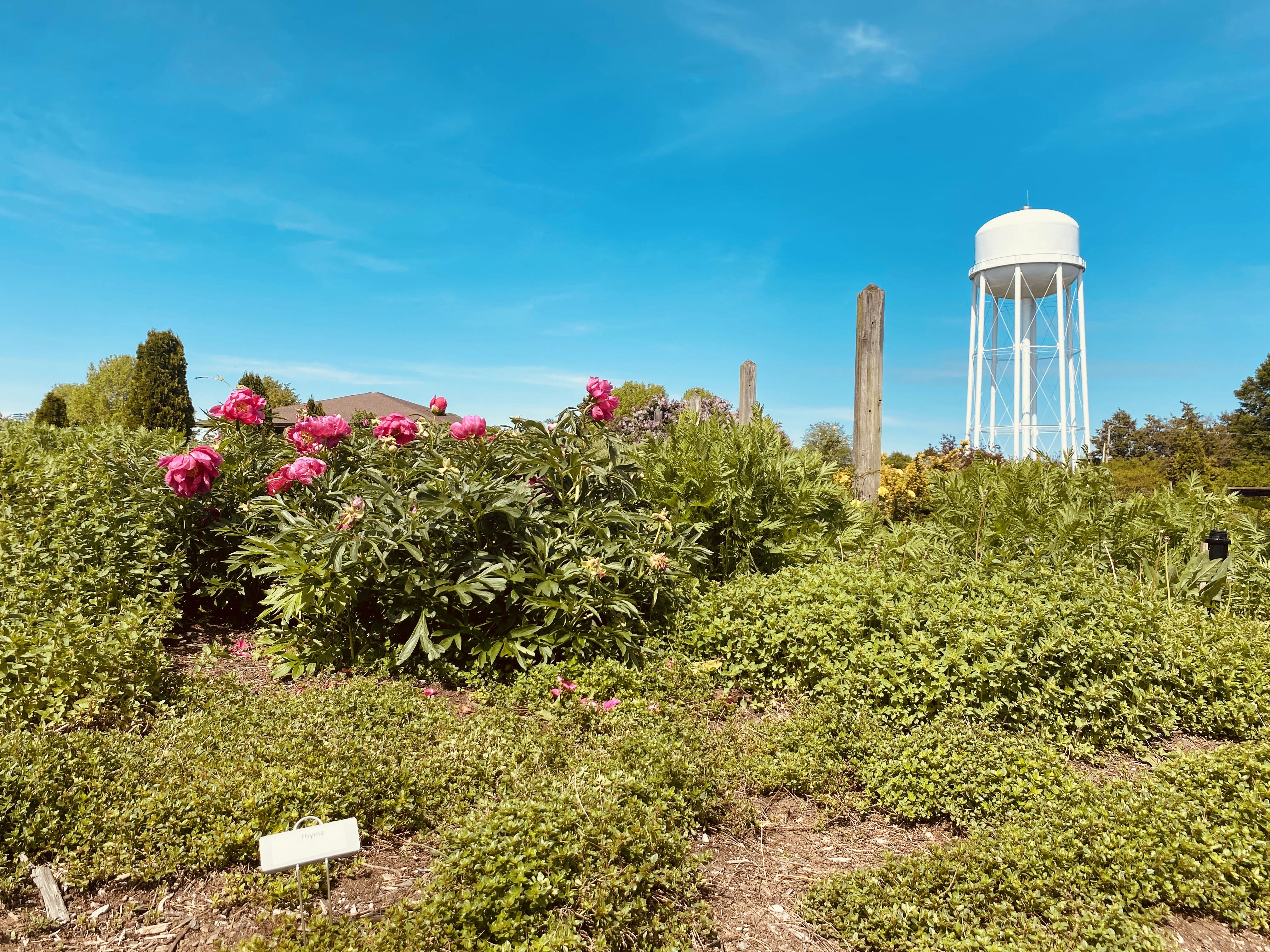 green and pink flower field during daytime