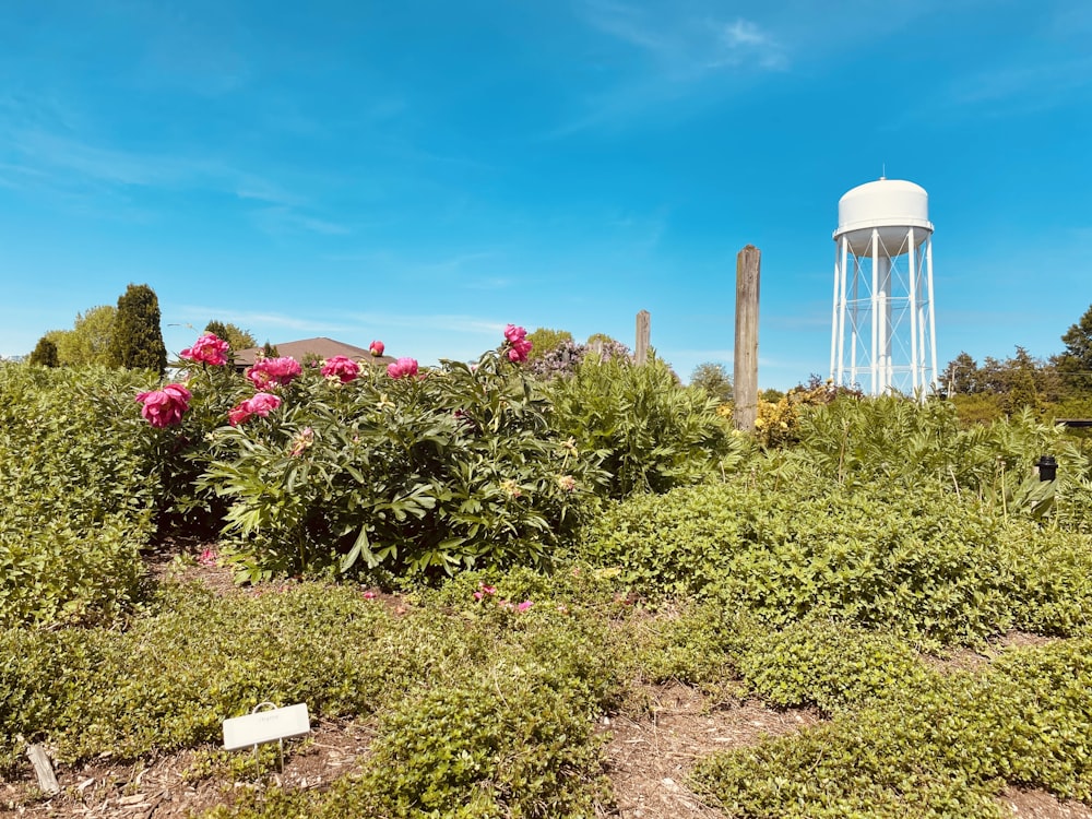 green and pink flower field during daytime