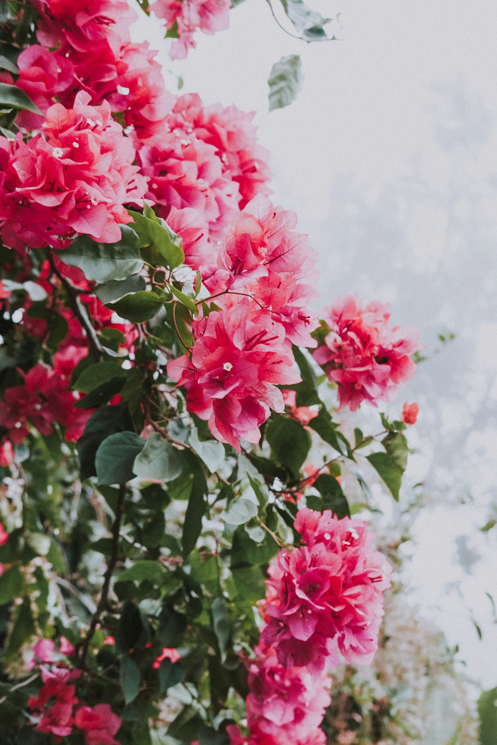 pink flowers with green leaves