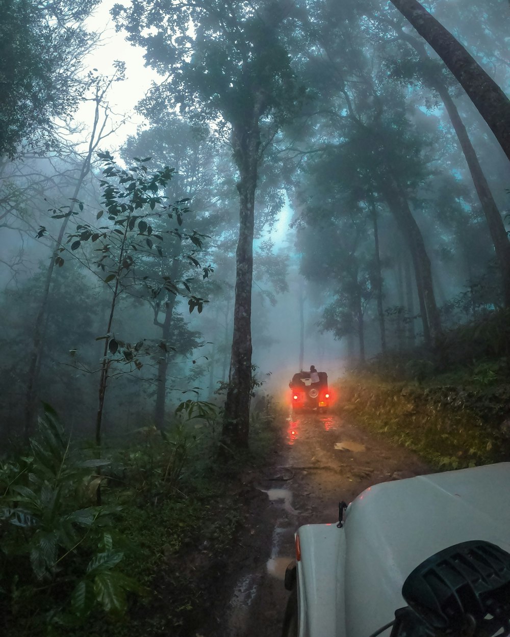 carro branco na estrada entre as árvores durante o dia