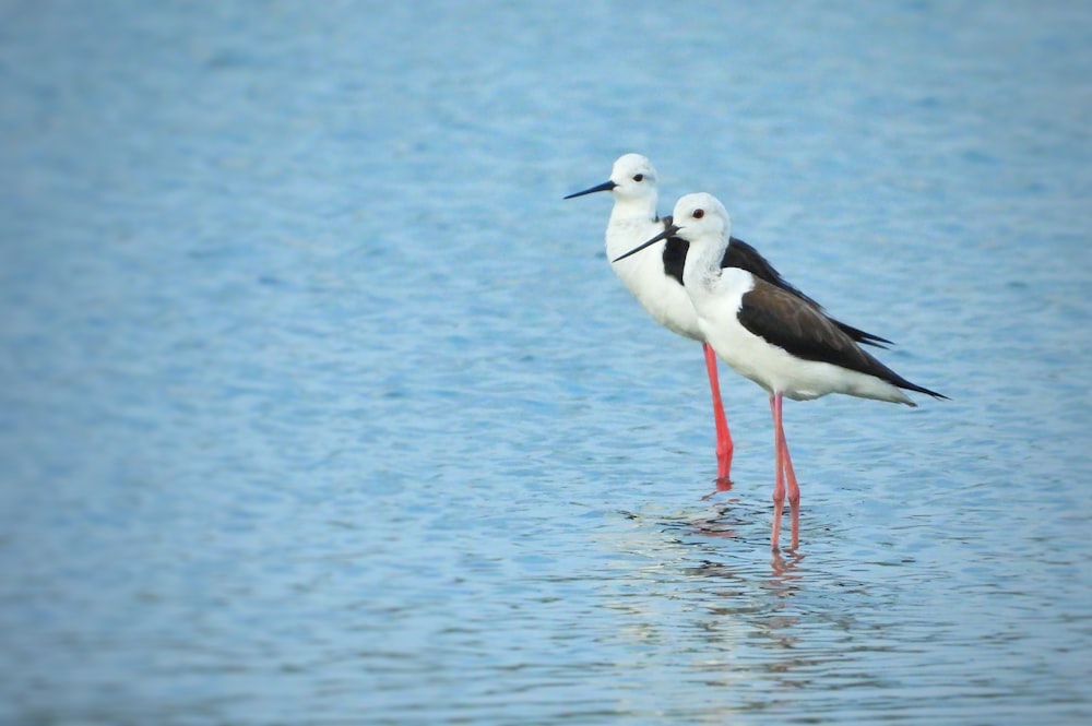 white and black bird on water during daytime