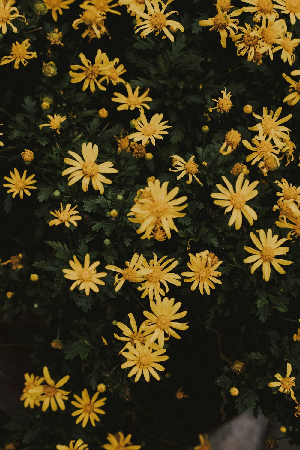 flores amarillas con hojas verdes