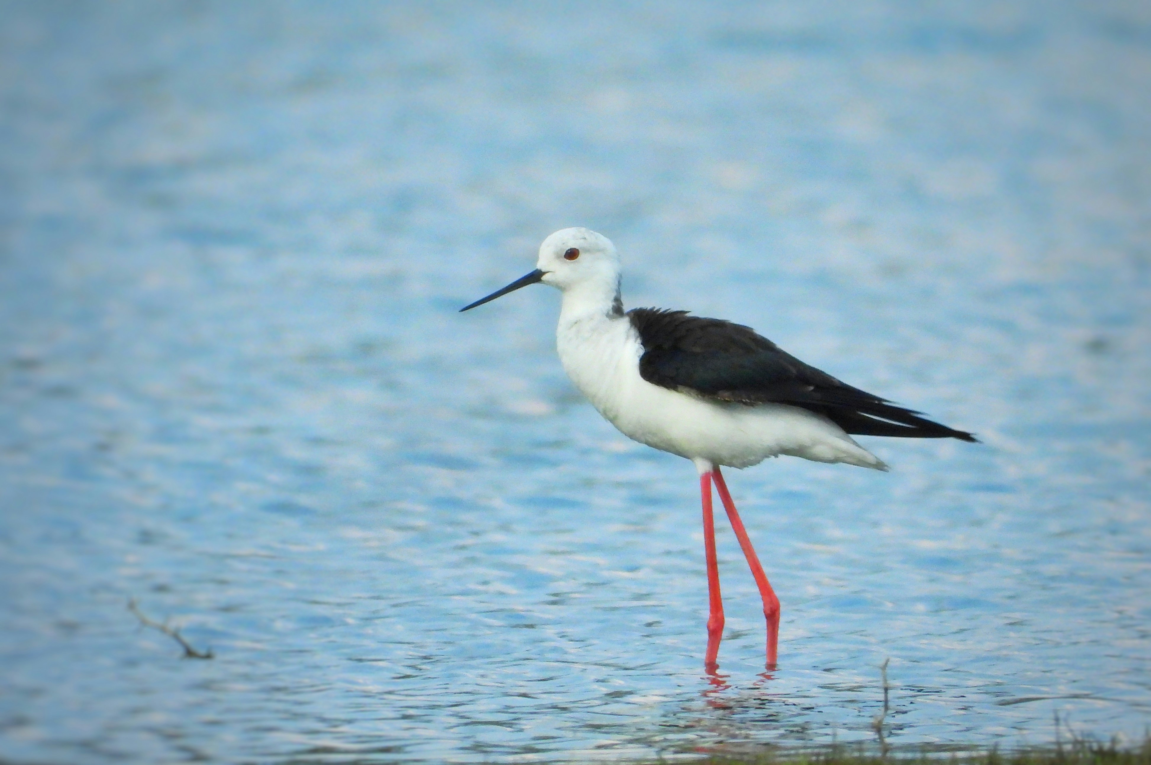 Photo by mooncolonytn60