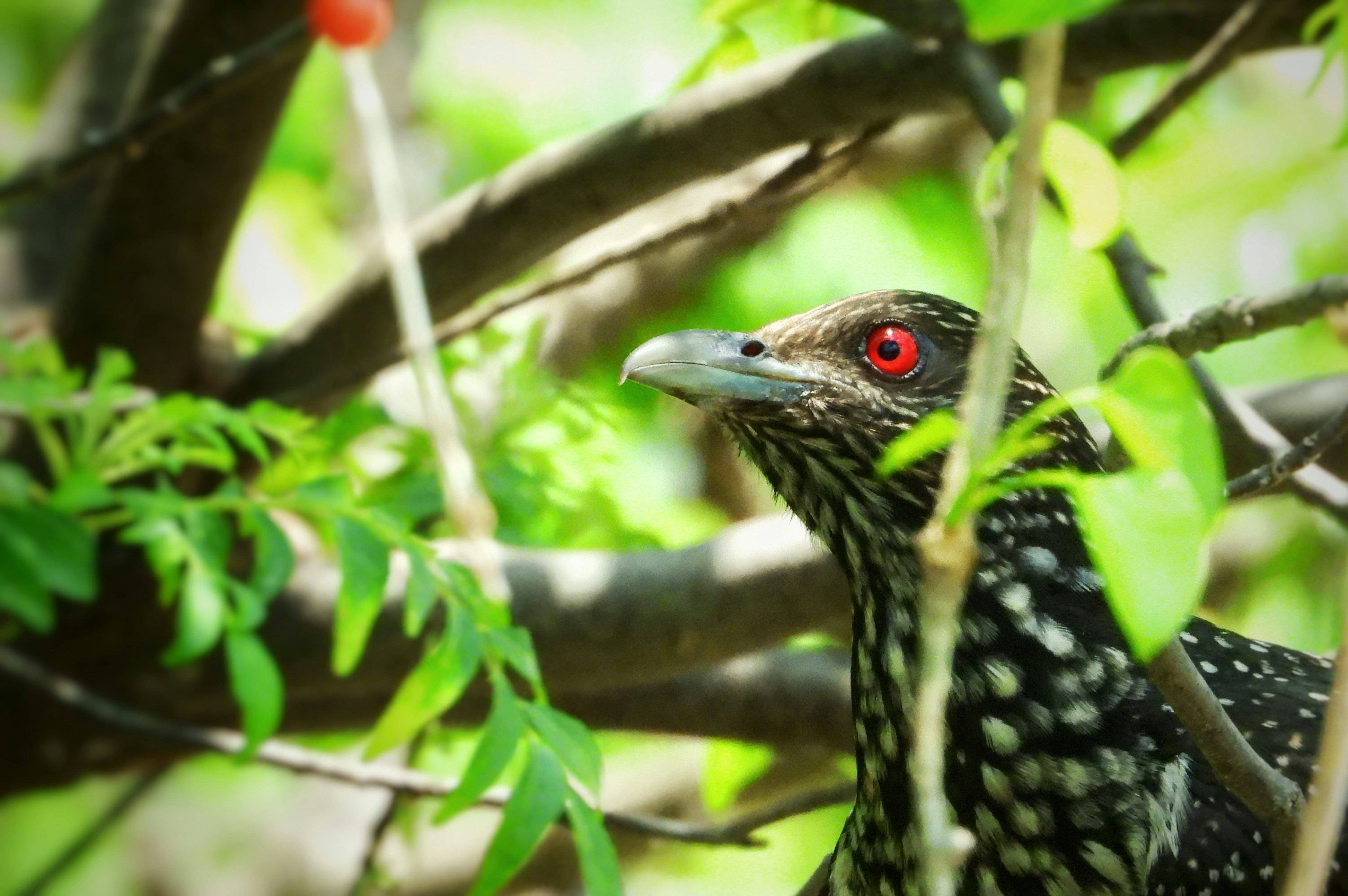 Photo by mooncolonytn60