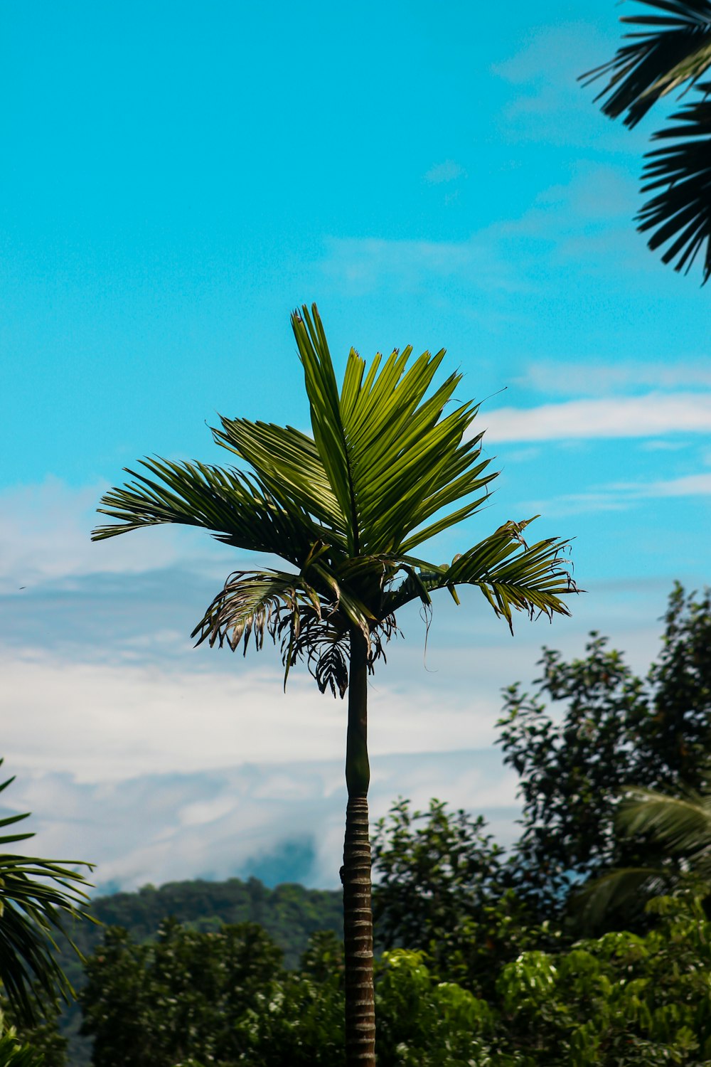 green palm tree under blue sky during daytime