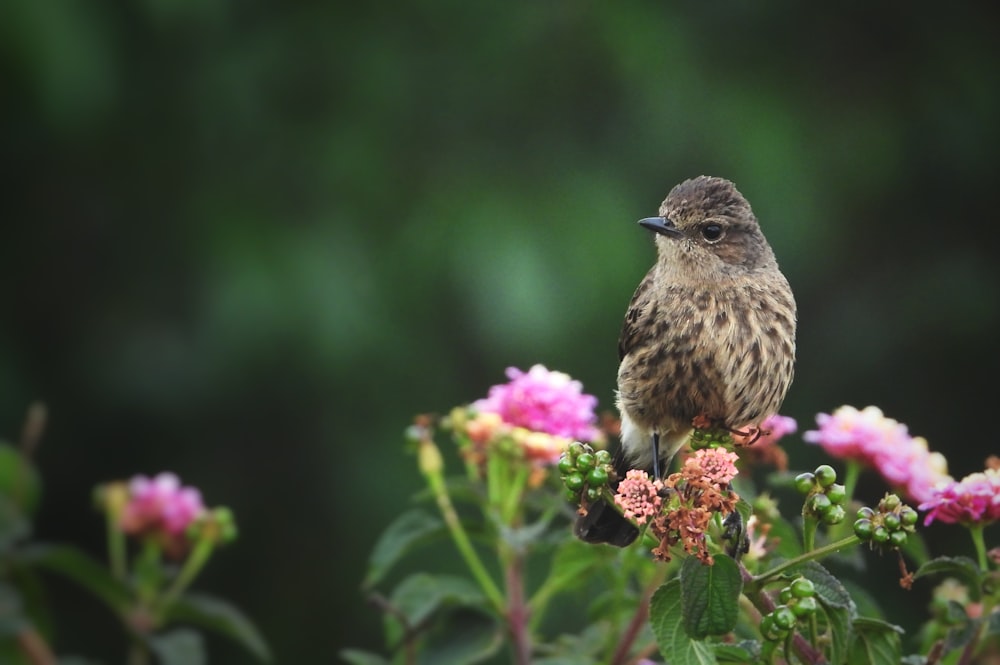 brown bird perched on pink flower