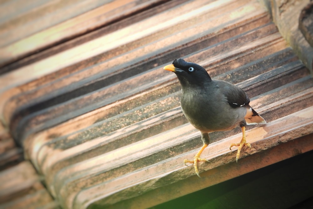 black bird on brown wooden surface