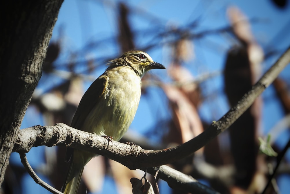 brown and white bird on tree branch during daytime