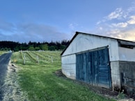 A vineyard stretches alongside a rustic building with blue wooden doors and a corrugated metal roof. The scene includes a paved pathway leading up a gentle hill, flanked by neatly arranged rows of grapevines. In the background, a dense line of trees is silhouetted against a subtly cloudy sky during either sunrise or sunset.