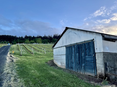 A vineyard stretches alongside a rustic building with blue wooden doors and a corrugated metal roof. The scene includes a paved pathway leading up a gentle hill, flanked by neatly arranged rows of grapevines. In the background, a dense line of trees is silhouetted against a subtly cloudy sky during either sunrise or sunset.